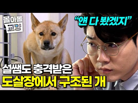 천사 보호자의 지극정성에도 방석을 벗어나지 못하는 개. 대체 무슨 일이 있었던 걸까? #몰아볼교양