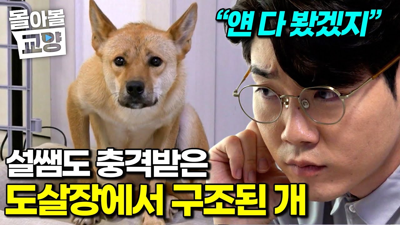 천사 보호자의 지극정성에도 방석을 벗어나지 못하는 개. 대체 무슨 일이 있었던 걸까? #몰아볼교양