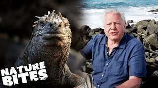 David Attenborough's Encounter with a HUGE Iguana | Nature Bites