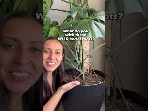 וִידֵאוֹ: מהם Monstera שורשי אוויר?