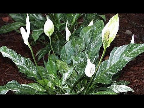 Vídeo: Quais são os 4 tipos diferentes de plantas?