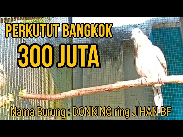 MANTAB PERKUTUT DI TAWAR 300 JUTA PEMILIK JIHAN BIRD FARM PASURUAN || MASTERAN PERKUTUT BANGKOK class=