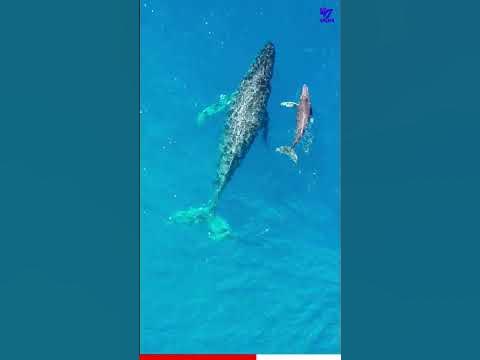 Siphonophore🪱World's🌏Longest Animal | Longer Than Blue Whale🐋| Facts