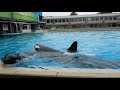 Exercise Training, Behind the Scenes - Seaworld San Diego - July 17, 2019