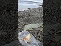 little lunch on the beach. #nature #boating #colemanstove #chaga