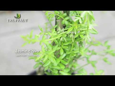 Vidéo: Pourquoi les feuilles de jasmin jaunissent ?