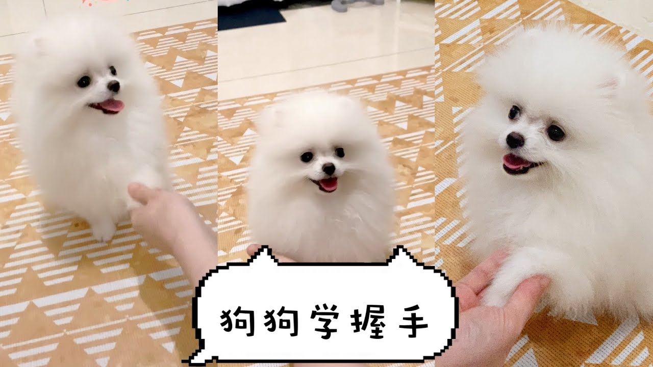 Bobo S Vlog 001 如何教狗狗握手 贪吃小博美学握手 Teach Your Dog How To Shake 狗狗学握手 狗狗握手 训练 Bobo脆啵啵