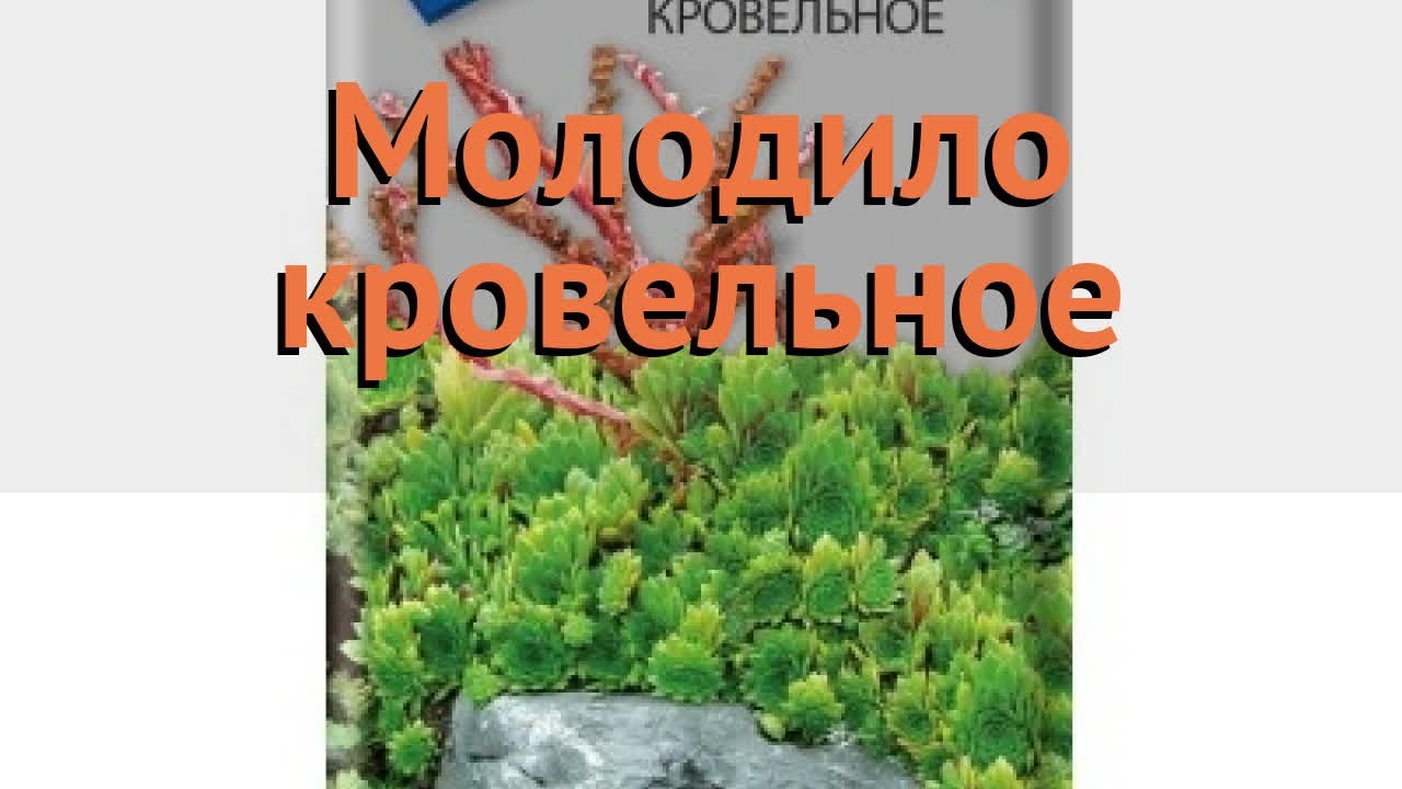 Молодило кровельное Молодило кровельное 🌿 обзор: как сажать, семена ...