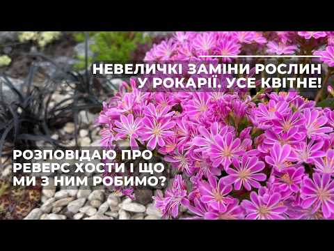 Невеличкі заміни рослин у рокарії. Усе квітне! Що таке реверс хости?