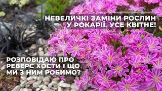 Невеличкі заміни рослин у рокарії. Усе квітне! Що таке реверс хости?