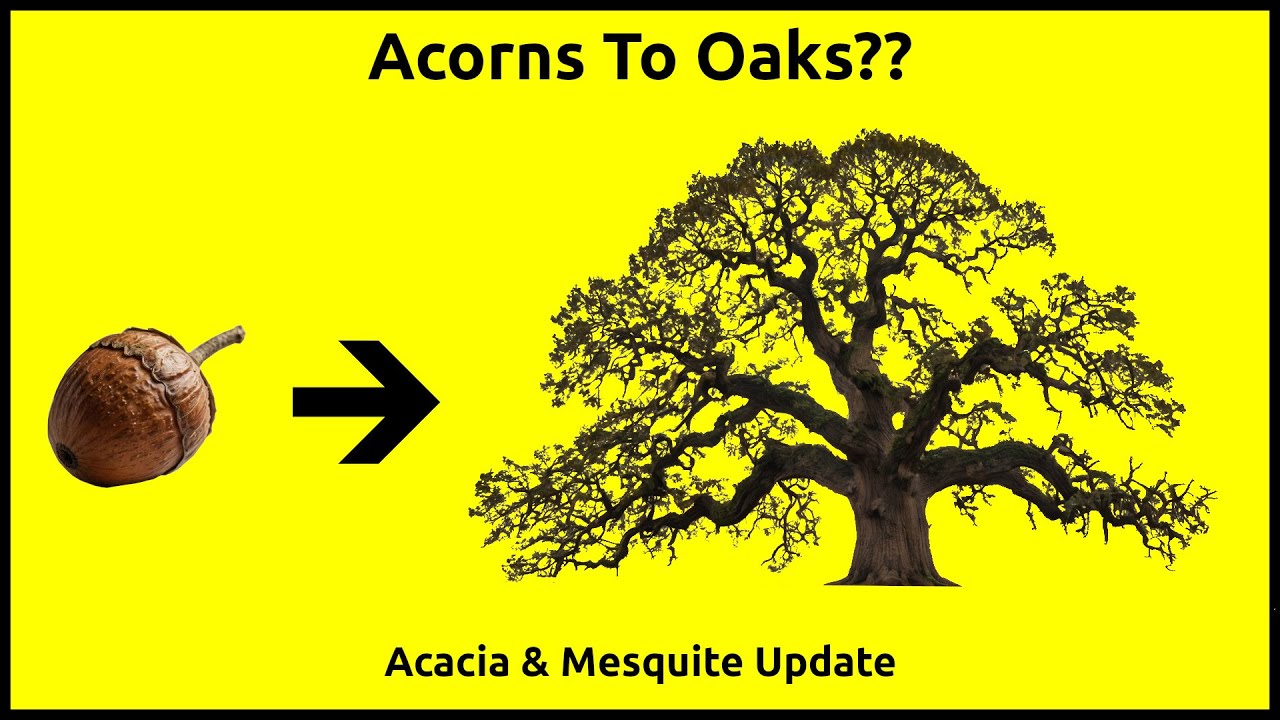 Growing Oaks From Acorns