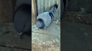 My crazy baby pigeon loft clean #pigeon #baby #loft #shortvideo #pigeonlover #shortvideo #viral