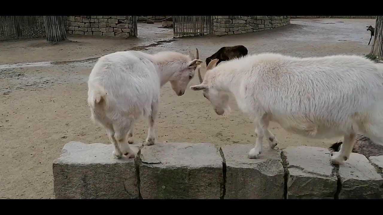 Pygmy goat social behaviour