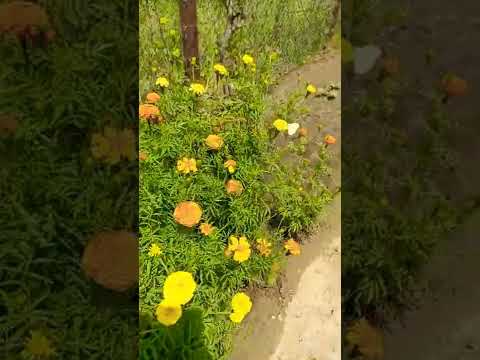 Video: Afrika Marigold Bitkiləri - Bağda Afrika Marigoldları yetişdirmək