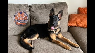 Luna 6MO German Shepherd || Before & After Training || Board & Train || Off Leash K9 of Sarasota by OLK9 Training Sarasota 777 views 9 months ago 6 minutes, 59 seconds