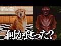 何か食ったからそうなったの？【TAKE CARE OF THE DOG】