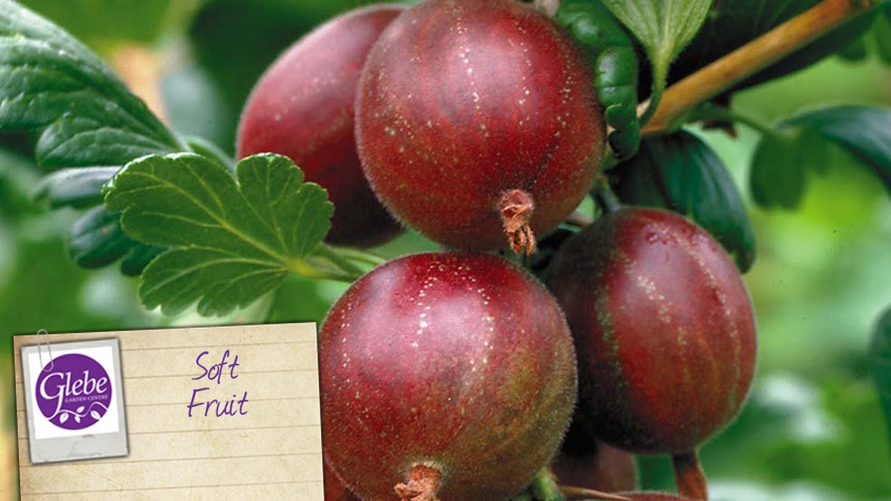 Soft Fruit | Glebe Garden Centre Leicester