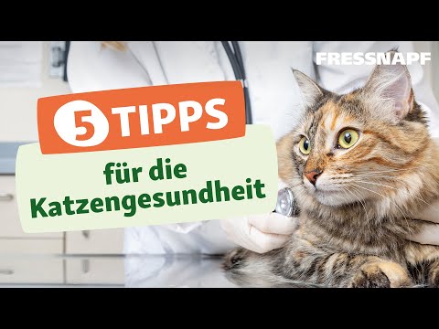 5 Tipps für die Katzengesundheit - Krankheiten bei Katzen
