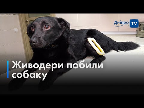 🐕 Ледь не втратив лапу: врятований волонтерами песик шукає родину