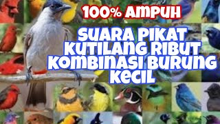 Suara Pikat Semua Burung Kutilang Ribut Mp3 & Video Mp4