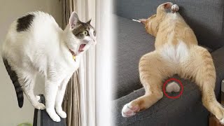 When a silly Cat becomes your best friend 😹 The funniest animals and pets 😅