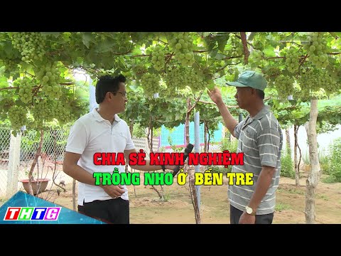 Video: Trồng Nho - Trồng Nho Trong Vườn