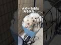 わたあめイッヌがいる会社あるある😌☁️#犬 #犬のいる暮らし #愛犬 #わんこ #犬バカ部 #ペット#犬好きな人と繋がりたい#ミックス犬 #犬のいる生活 #わんこのいる生活 #ワンコ