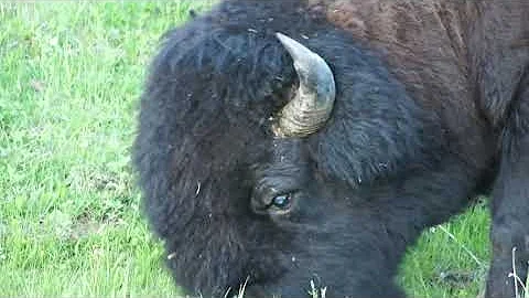 Bison Elk island National Park, Alberta Canada 🇨🇦