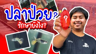 รู้อะไรไม่เท่ารู้งี้ EP11.ปลาป่วยรักษายังไง #ปลาหางนกยูงป่วย #ปลาหางนกยูงเกรด #ปลาป่วย