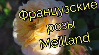 Французские розы Meilland с названием сортов.