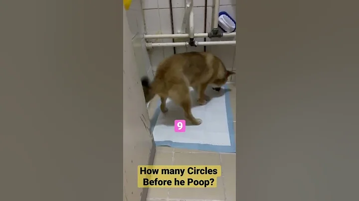 狗狗尿尿大便前轉圈圈 How many spins before dog pooping? #shorts #tiktok #shortsvideo #dogsoftiktok #funny #dog - 天天要聞