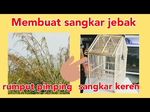 Membuat sangkar burung dari rumput pimping bisa buat pikat atau jebakan 