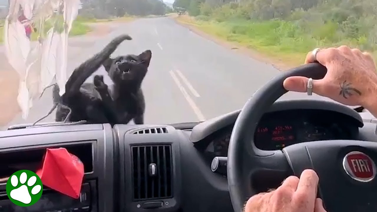 Adopted kitten travels the world