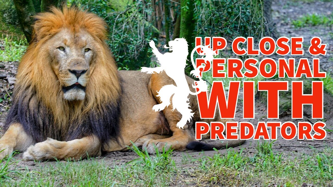 The Best Things to do in Jacksonville Florida Zoo and Gardens FULL