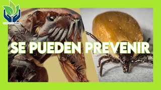 Cómo se puede prevenir la infestación de pulgas y garrapatas en los perros by Cuidemos el Planeta 125 views 1 year ago 5 minutes, 53 seconds
