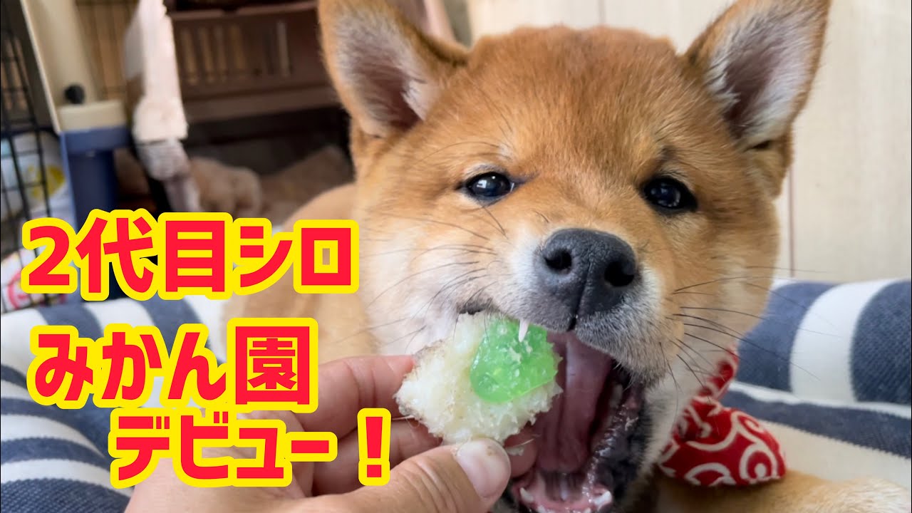 2代目柴犬子犬シロがみかん園デビュー！ゆず姉はすさまじい監視の末寝てもうたw YouTube