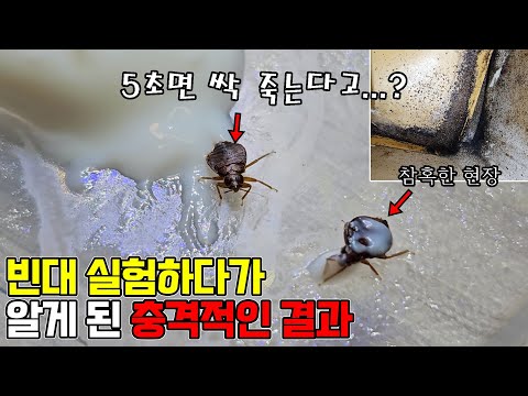빈대(<strong>베드버그</strong>)에 대한 비밀을 알려드립니다...충격적인 결과가 나왔습니다!!