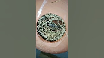 #javasparrow #chicks near to self #shorts #short #shortvideo #Janam Friday haidri lyrics