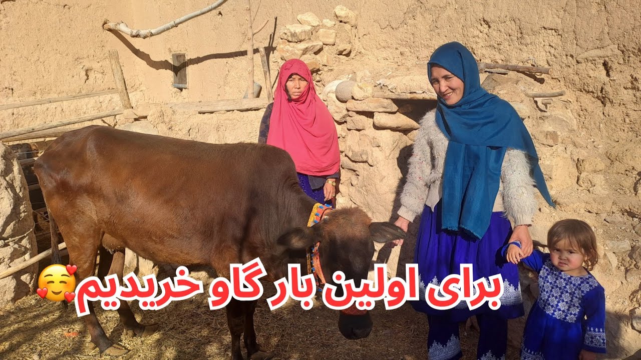 تبریک تبریک بلاخره ما هم صاحب یک گاو قشنگ شدیم،🥰❤️
