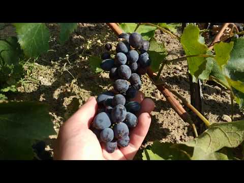 Кишмиш Юпитер, ранний сорт винограда