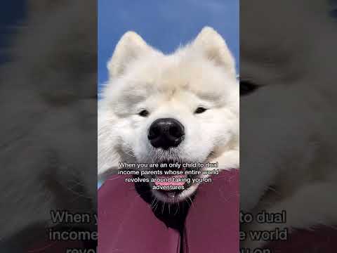 My dog is