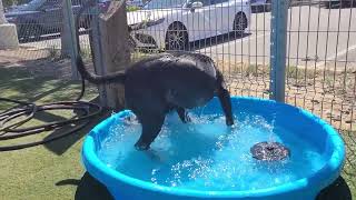 Zima Cooling Off In The Pool