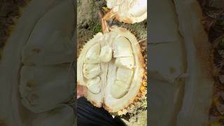 Beruntung Bangeut Nih Mana Enak Lagi. Nemu Durian Hanyut Di Sungai