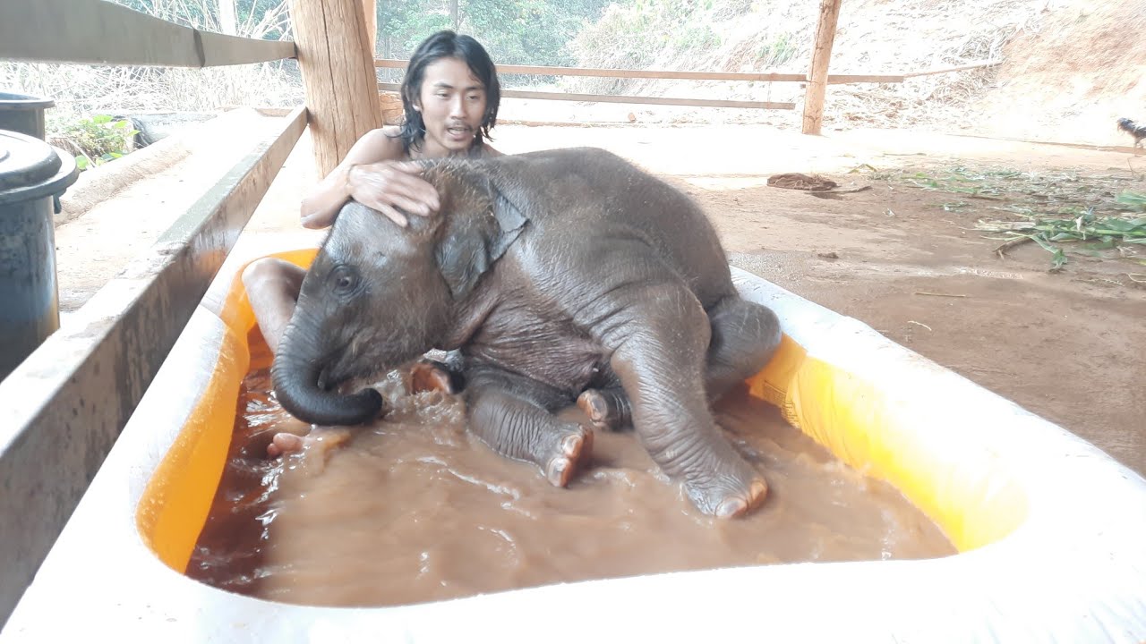 Слоненок-младший Первый раз в ванне | Младшая семья в Таиланде
