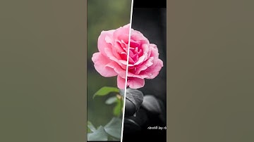 best flower photo edit.flower edit video tutorial.#editing #flowers #youtubeshorts #lightroom .