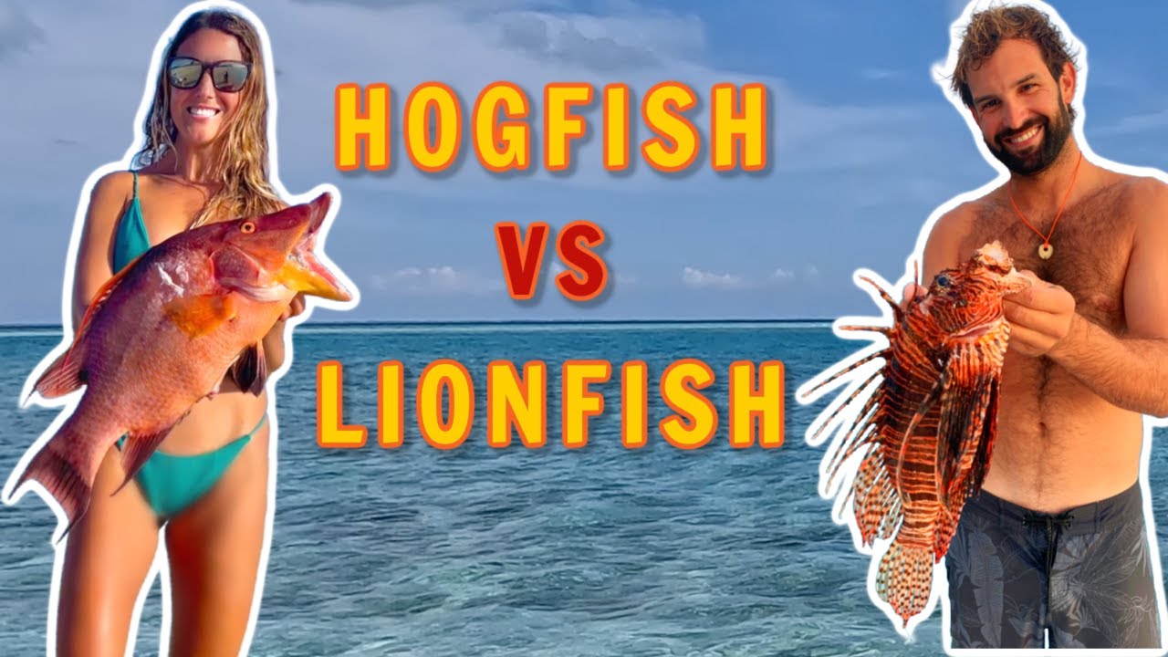 Lionfish vs Hogfish Catch and Cook in the Bahamas