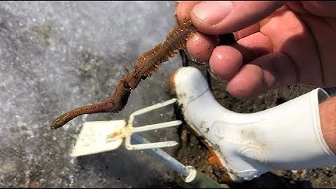 How to Dig your own BLOODWORMS & SANDWORMS for winter BAIT!