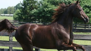 Morgan horse videos compilation/American Morgan Horse/Try not to watch it to the end