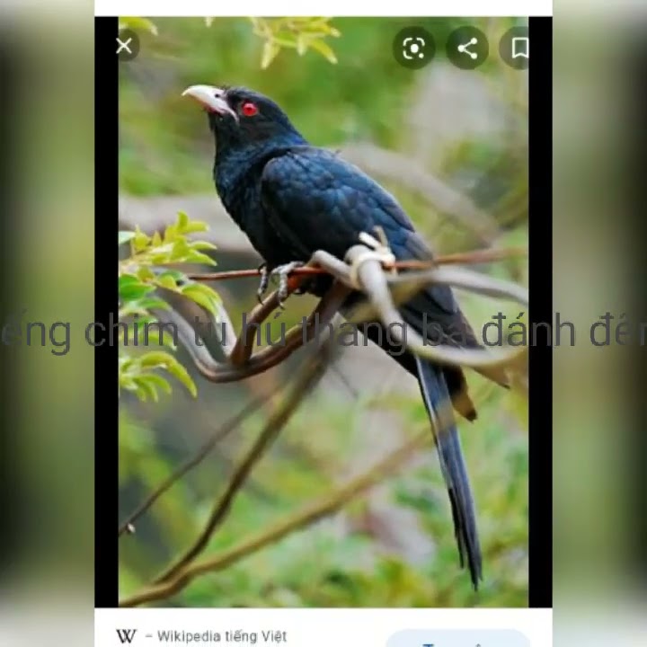 tiếng chim tu hú tháng ba đánh đêm