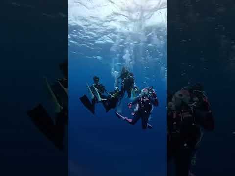 粟国遠征第一弾大成功!ギンガメトルネード&カップリングを激写!#shorts #座間味ダイビング#diving #沖縄 #粟国島